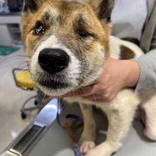 健気なピカソくん本当の家族募集中です！