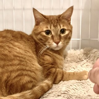 優しい茶トラくん　まるちゃん