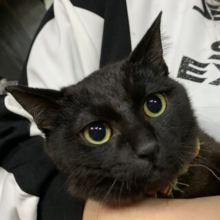 ②だんご　黒　甘えん坊のひっつき虫　幸運の鍵しっぽ