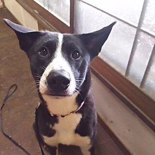 行き場所を失った『パセリ』君です。