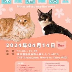 保護猫の譲渡会