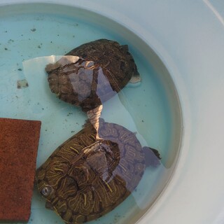 ミドリガメ２匹の里親さん募集！