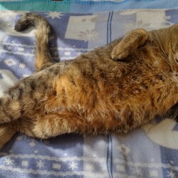 トラビス、チャッピー保護日記4