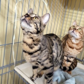 ベンガル猫ちゃん男の子と女の子