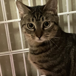 シャイガールキジトラハルカちゃん♀1歳10カ月