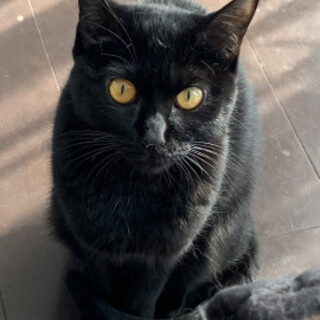 可愛い黒猫みったちゃん♀9か月
