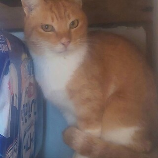 飼い主さんの帰りをずっと待っていました