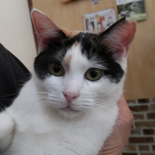 【ミキティ】ベタ甘スリゴロ三毛猫