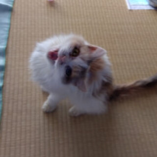 みるねぇさん♪パステル長毛三毛