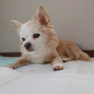 おっとりまったりかすみちゃん