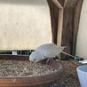 ガブリエルのオーボエ