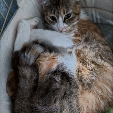 みぐ（実紅）の写真