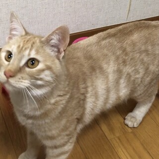 おもちゃを持ってきて遊んでくれる可愛いパンくん