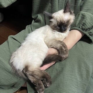 【3/31芝浦】11月生★超甘えん坊シャム長毛