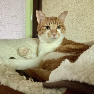 穏やかで人懐っこい優しい男の子