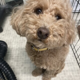 人懐っこいトイプーの男の子4歳