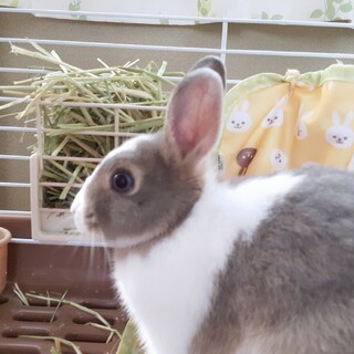 ウサギ２羽の里親様を募集しています