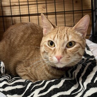 里親決定。茶トラ8ヶ月去勢済み