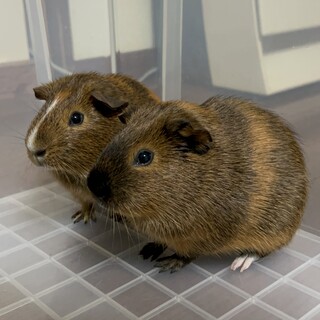 モルモット　男の子