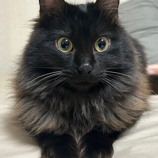 甘えん坊な黒長毛のいと君