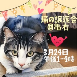 猫の譲渡会＠亀有ちびにゃんず