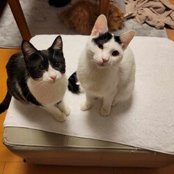 in江南市☆2会場同日開催☆保護猫の譲渡会☆2024年3月24日（日）～ ちーむ にゃいんず