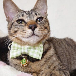 【6/16譲渡会】ビビリから甘えんぼ！リューク君