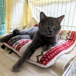 in豊明市☆2会場同日開催☆保護猫の譲渡会☆2024年3月24日（日）～ ちーむ にゃいんず