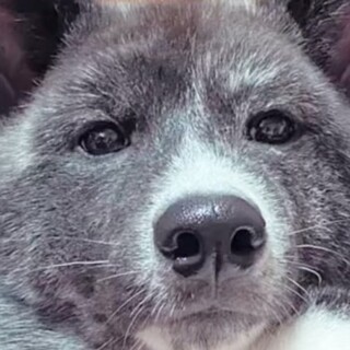 秋田犬の女の子