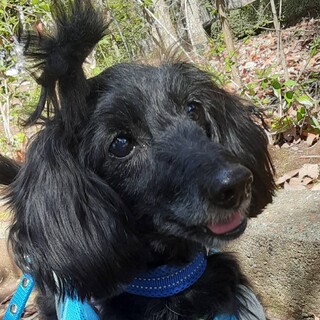 お散歩大好き！プードルミックスの男の子大晴くん