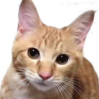 超超甘えん坊の茶トラこてつくん