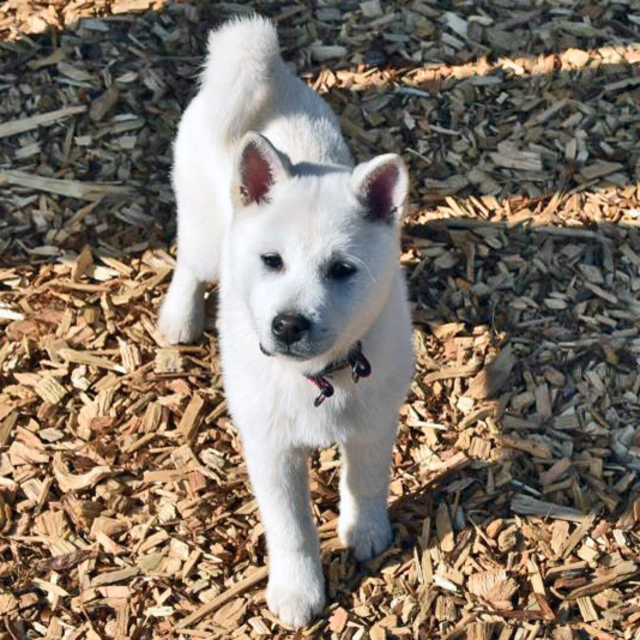 「元気で活発☆白犬ゆきちゃ...」千葉県 - 犬の里親募集(485288) :: ペットのおうち【里親決定25万頭!】