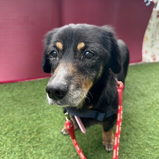 甘えん坊な女の子、ペンペン