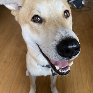 元気いっぱいチコくん