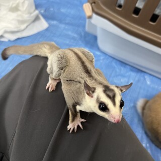 フクロモモンガオス生後11ヶ月です。