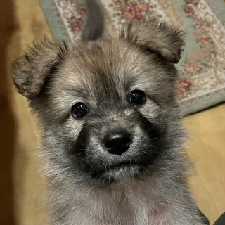 生後2ヶ月男の子☆ちび太