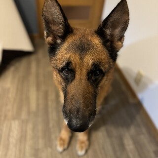 優しいシェパードの男の子