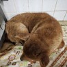 保健所収容！期限21日まで！時間ぎありません。 サムネイル5