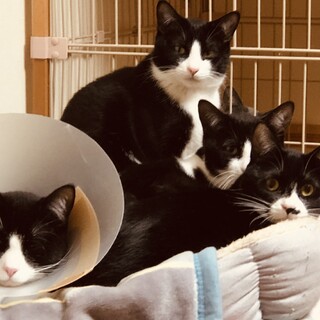 避妊・去勢済みの白黒ハチワレきょうだい