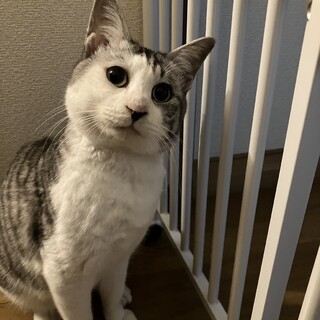 甘えん坊でまん丸お目々のごましお君