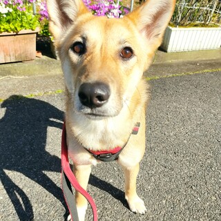 腕枕大好き柴MIXちゃん！