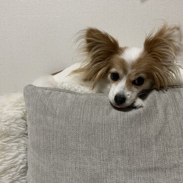 の写真