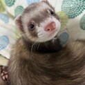 マウンテンビューの男の子