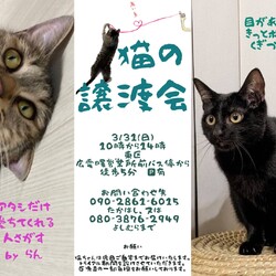 保護ねこ☆小さな譲渡会