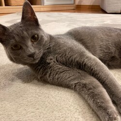 保護ねこ☆小さな譲渡会 サムネイル2