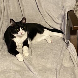 保護ねこ☆小さな譲渡会 サムネイル3