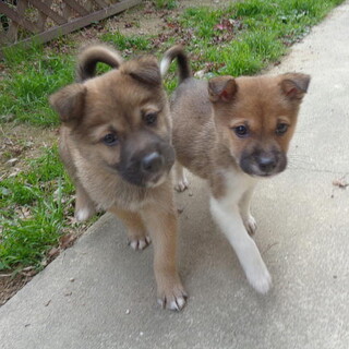 元気で健康・甘えん坊のオス子犬