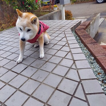 今日はお散歩とうんちのタイミング合わず(T0T)家で踏んじゃって｡ﾟ(ﾟ´Д｀ﾟ)ﾟ｡おかあさんに足を洗われました｡ﾟ(ﾟ´Д｀ﾟ)ﾟ｡ｲﾔ～～ﾀﾞ