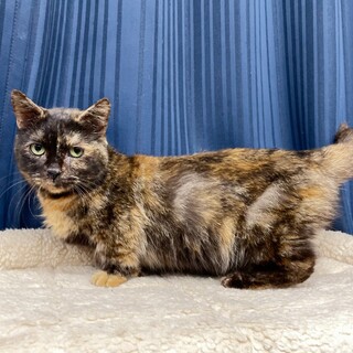 希少な短足マンチカンちゃん☆