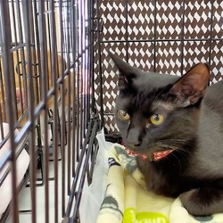 川口Cats保護猫譲渡会